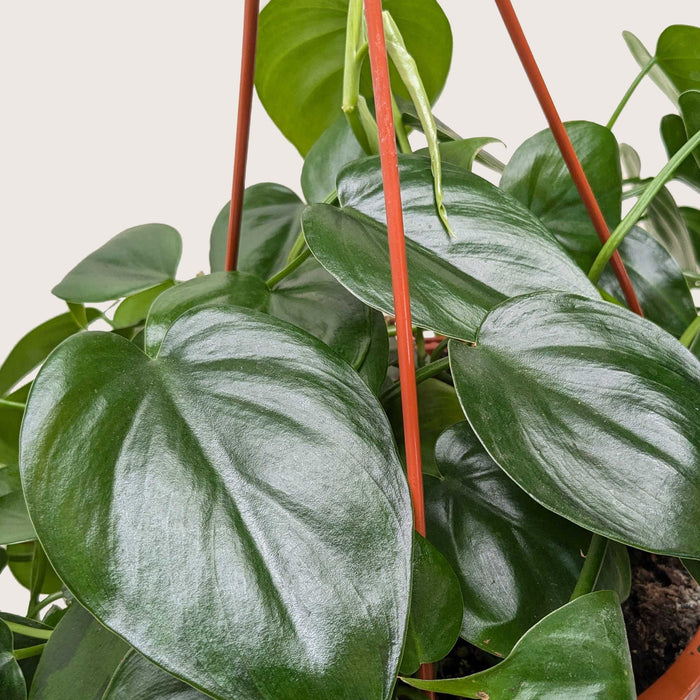 philodendron cordatum heartleaf Philodendron Cordatum Heartleaf — The Gardeners' Choice