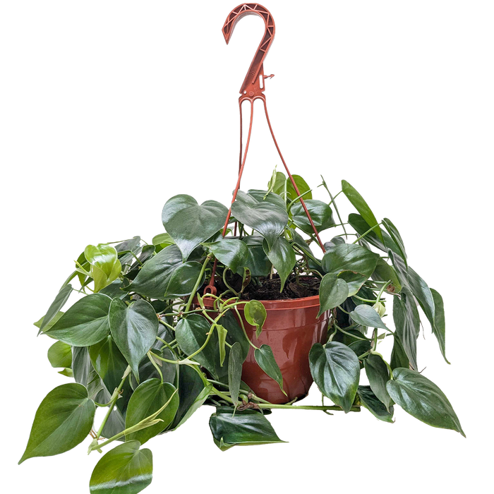 heart shaped philodendron c Philodendron Cordatum Heartleaf — The Gardeners' Choice