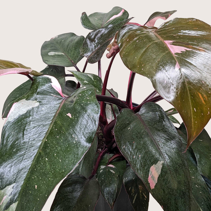 pink princess philodendron burgundy Philodendron 'Pink Princess'