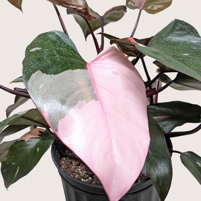 ebay pink princess philodendron Philodendron 'Pink Princess'