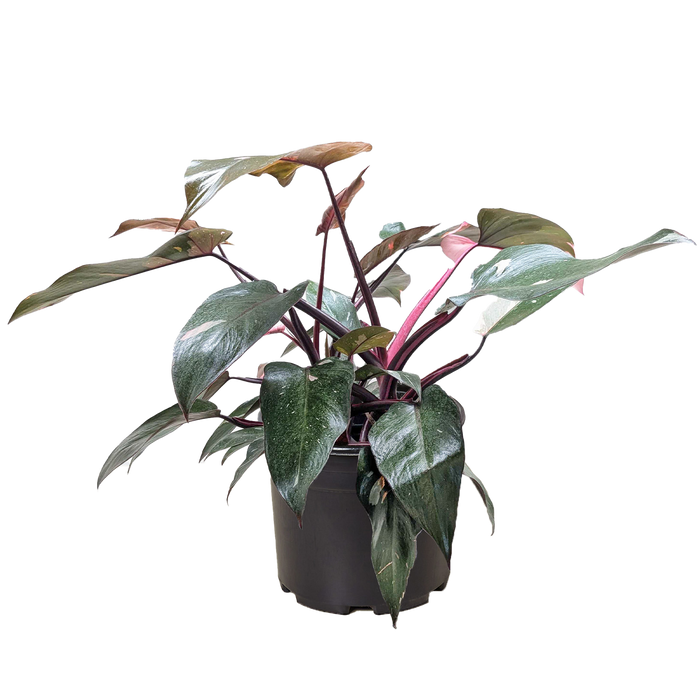 philodendron merlot vs pink princess Philodendron 'Pink Princess' — The Gardeners' Choice