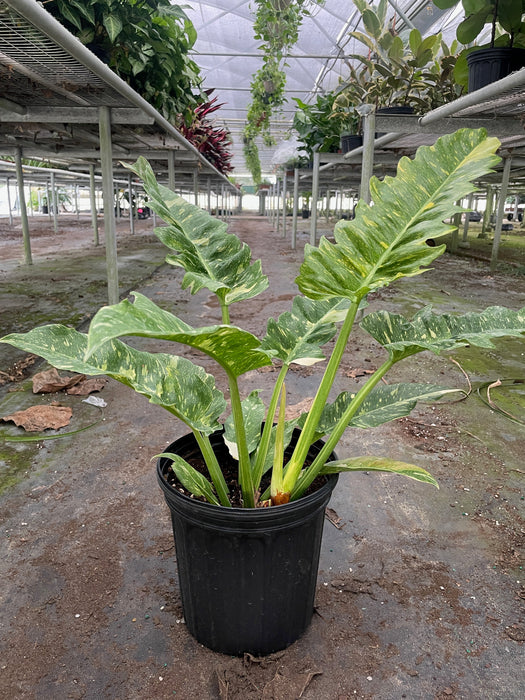 Philodendron Ring of Fire Variegated