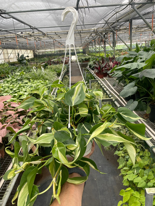 philodendron garlands Philodendron 'Silver Stripe'
