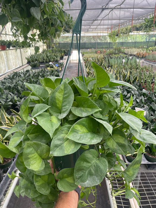 pothos plant walmart Pothos 'Global Green'