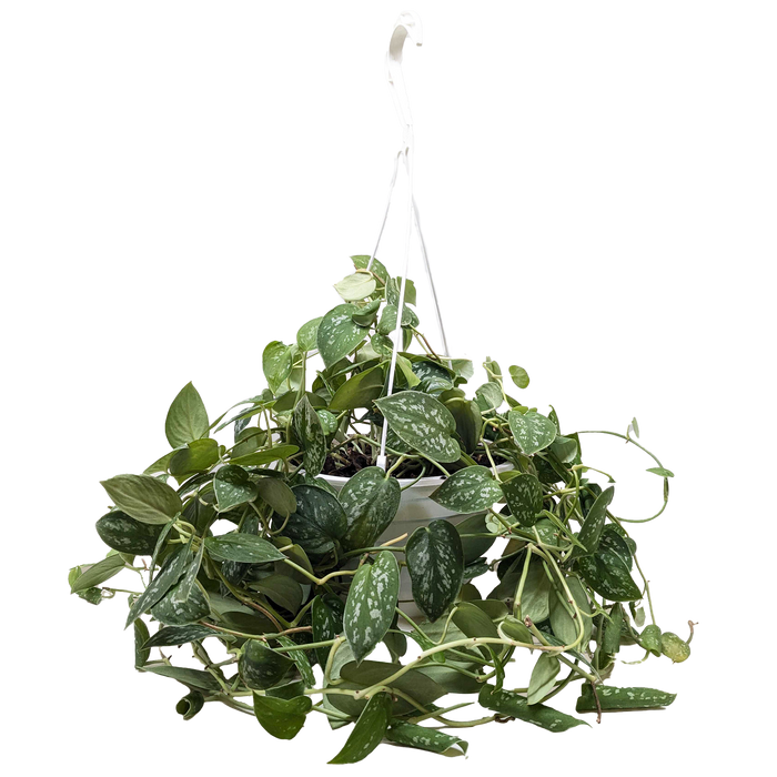 Pothos 'Satin'