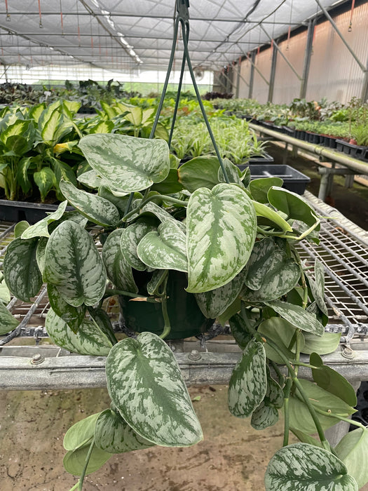 pothos foetida The Snobby Leaf | Pothos 'Silver Splash' - 6 inch Pot