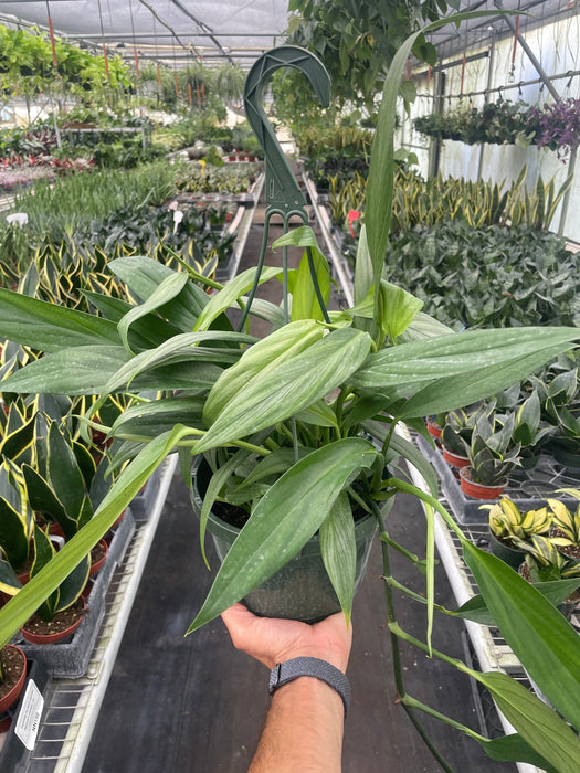 Pothos 'Silver Streak'