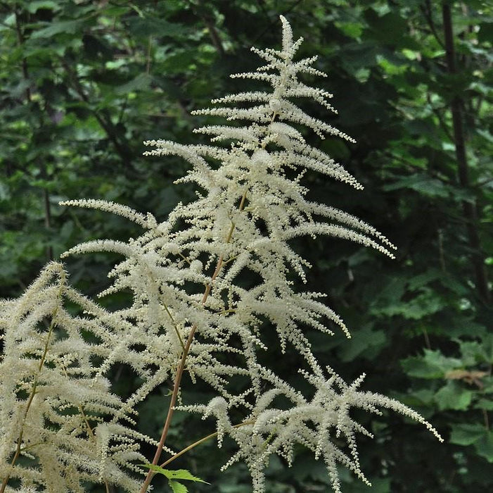 Aruncus dioicus  - Goat's Beard - Shipped