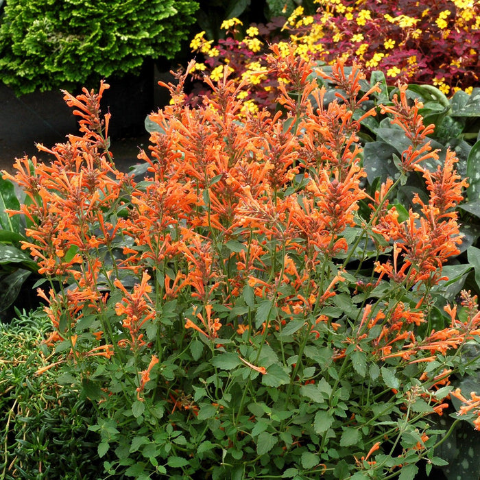 Agastache ‘Kudos Mandarin’  - Kudos™ Mandarin Hummingbird Mint, Hyssop - Shipped