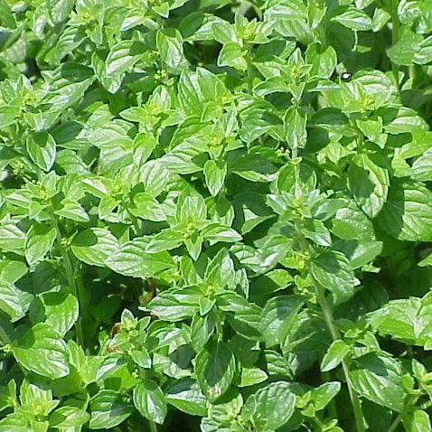 Calamintha nepeta spp. nepeta  - Lesser Calamint - Shipped