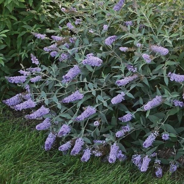 Buddleia 'Glass Slippers' PP27,832  - MONARCH® Glass Slippers Butterfly Bush - Shipped