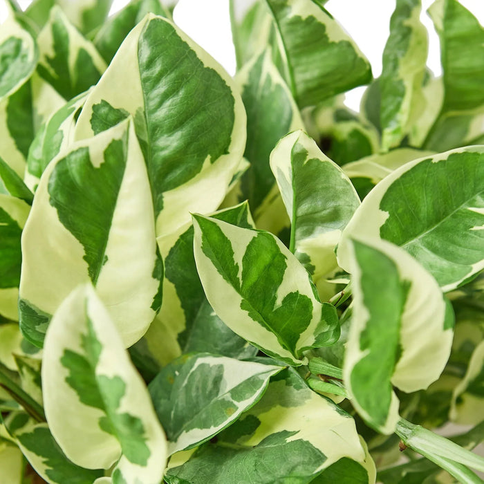 pothos names Pothos 'N'joy'