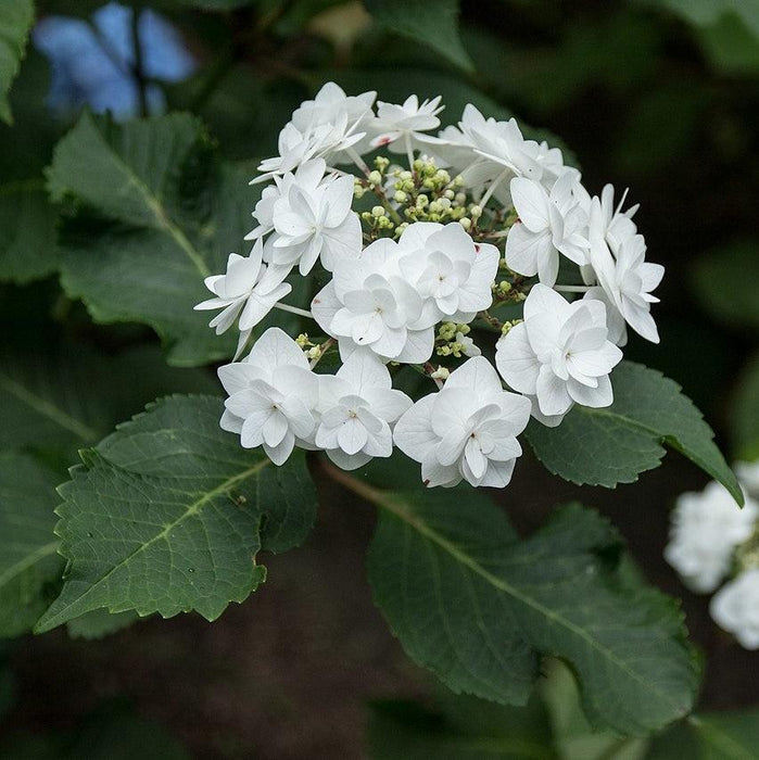 Hydrangea macrophylla 'Dancing Snow'  - Double Delights™ Wedding Gown Hydrangea - Shipped