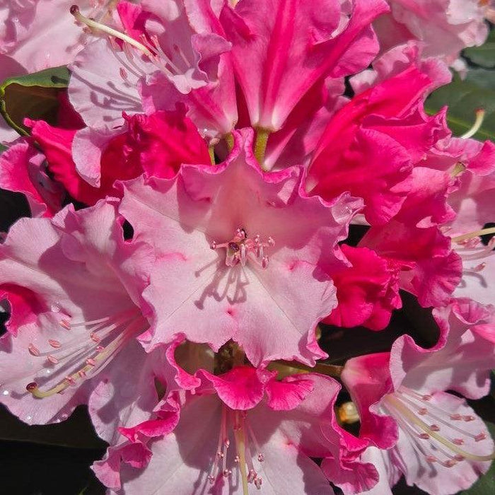 Rhododendron x 'NCRX1'  - Dandy Man Color Wheel® Rhododendron - Shipped