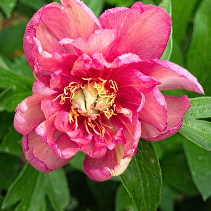 Paeonia 'Julia Rose'  - Julia Rose Itoh Peony - Shipped