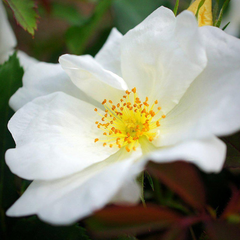 White Knock Out® Rose - Shipped