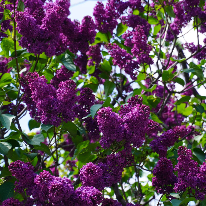 Syringa vulgaris 'Yankee Doodle'  - Yankee Doodle Lilac - Shipped