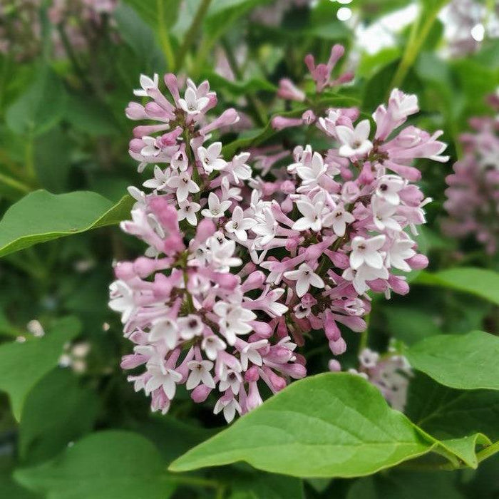 Syringa x 'SMNSDTP'  - Baby Kim® Lilac - Shipped