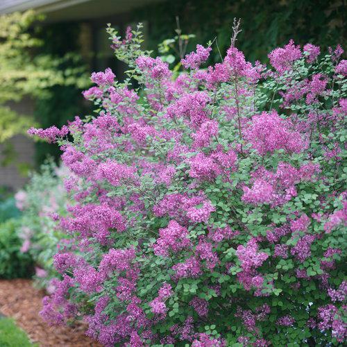 Bloomerang® Dark Purple Lilac - Shipped