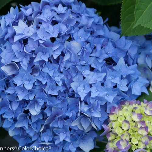 Let's Dance® Rhythmic Blue® Hydrangea - Shipped