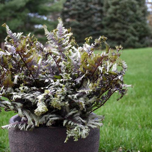 Athyrium niponicum 'Crested Surf'  - PW® Crested Japanese Painted Fern - Shipped