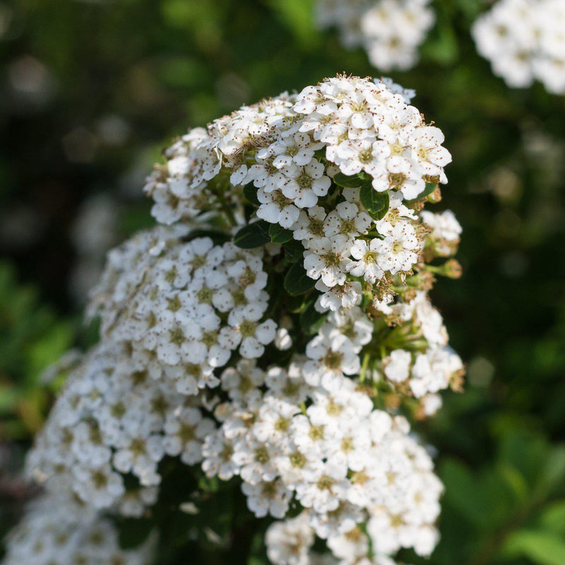 Snowmound Spirea - Shipped