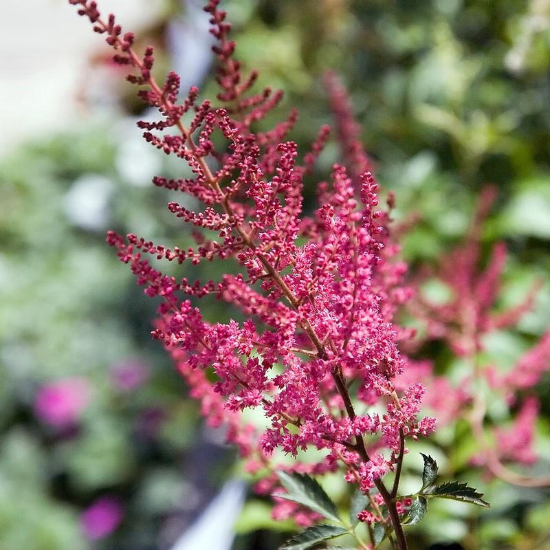 Fanal Astilbe - Shipped