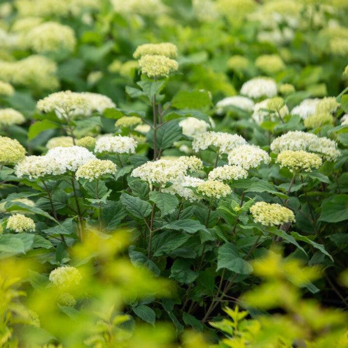 Hydrangea arborescens 'BAlful'  - First Editions® FlowerFull™ Smooth Hydrangea - Shipped
