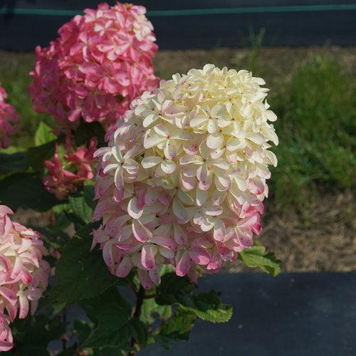 Hydrangea paniculata 'SMNHPM'  - Quick Fire Fab® Hydrangea - Shipped