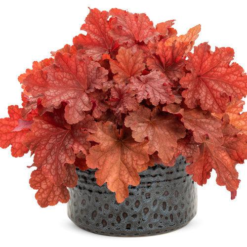 Primo® Peachberry Ice Heuchera - Shipped