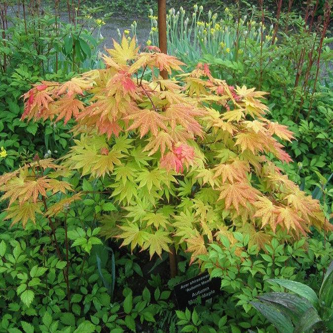 Acer shirasawanum 'Autumn Moon'  - Autumn Moon Japanese Maple - Shipped
