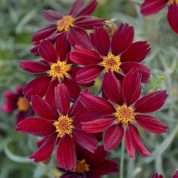 Coreopsis verticillata 'Red Satin'  - Permathreads™ Red Satin Coreopsis - Shipped