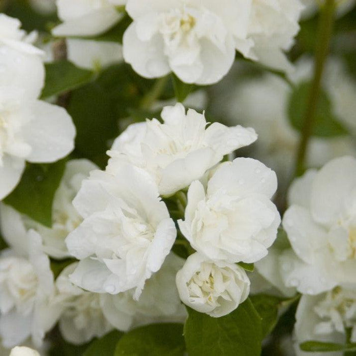 Philadelphus 'Snow White Fantasy'  - First Editions® Snow White™ Mockorange - Shipped