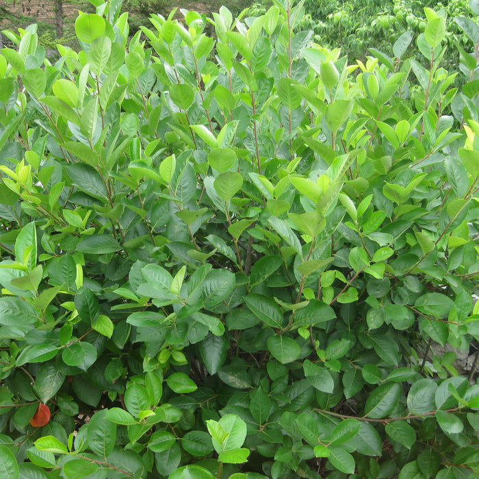 Aronia melanocarpa  - Black Chokeberry - Shipped