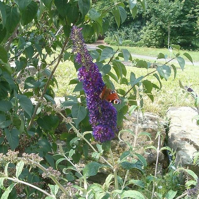 Buddleia 'Black Knight'  - Black Knight Butterfly Bush - Shipped