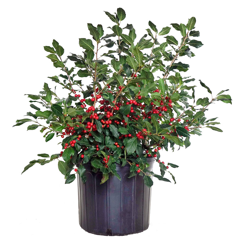 Holly (Ilex x meserveae) 'Berryific - Shipped