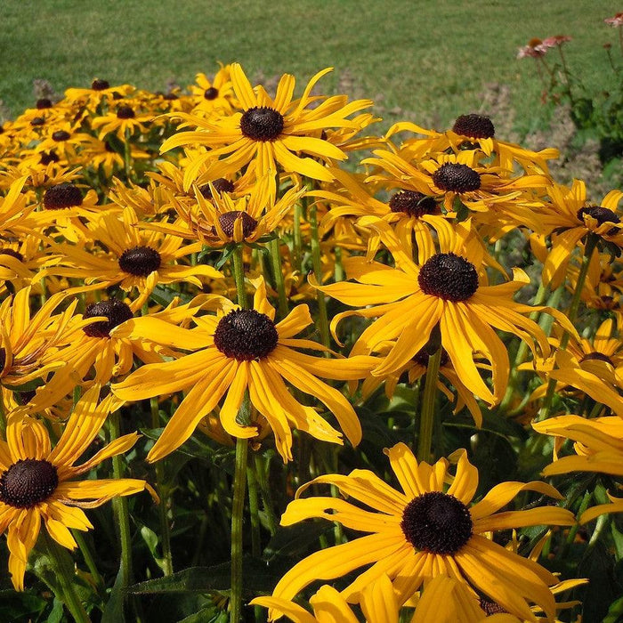 Rudbeckia hirta  - Black-Eyed Susan - Shipped