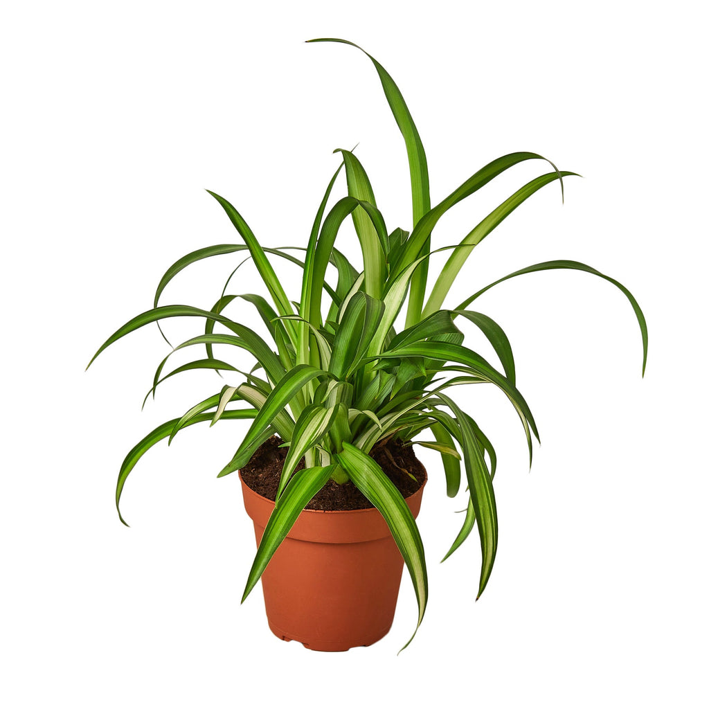 Spider Plant Hawaiian — The Gardeners' Choice