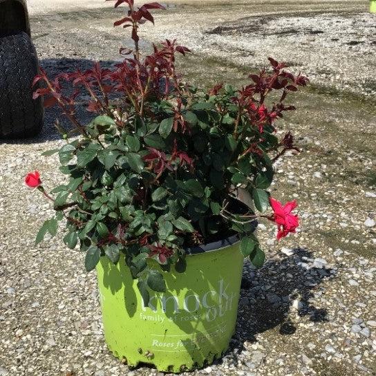 Knock Out® Shrub Rose, Red - Shipped