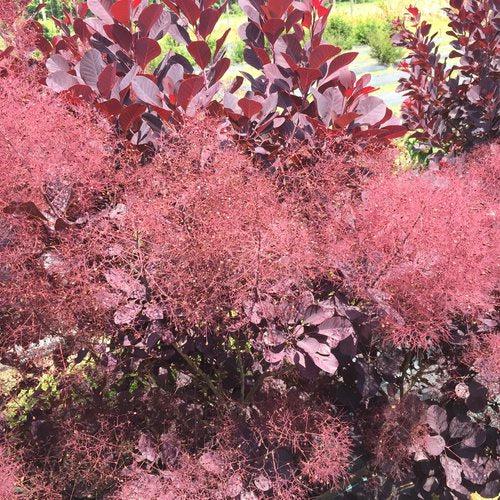 Winecraft Black® Smokebush - Shipped