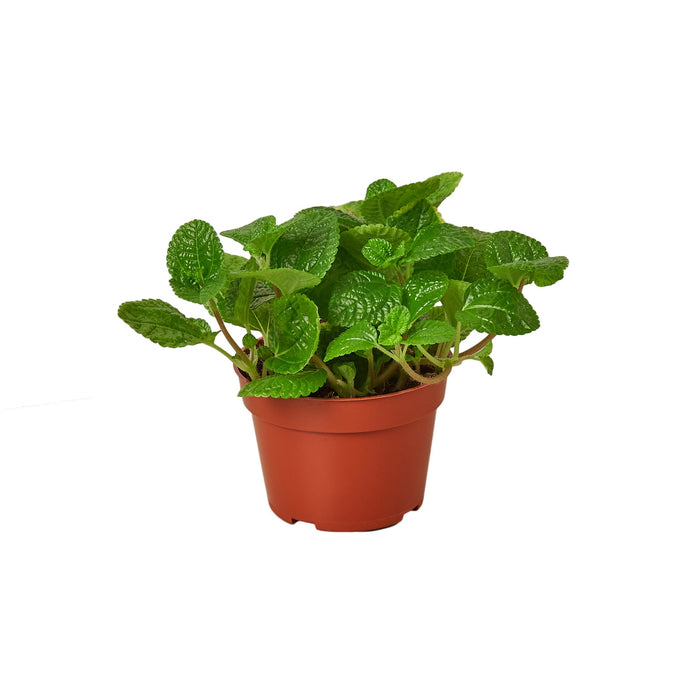 Pilea 'Crinkle'