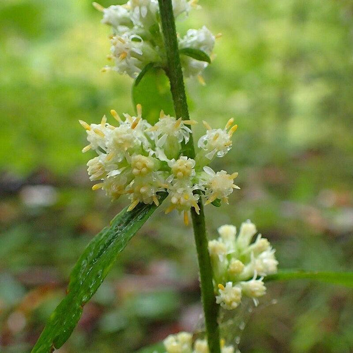 Solidago bicolor  - Silverrod - Shipped