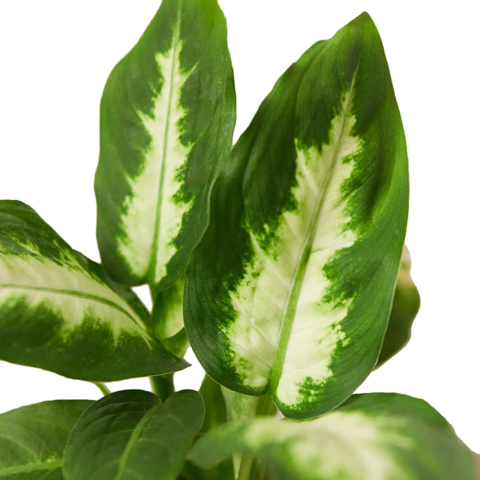 dieffenbachia camille dumb cane Dieffenbachia Camille 18-29°C Care