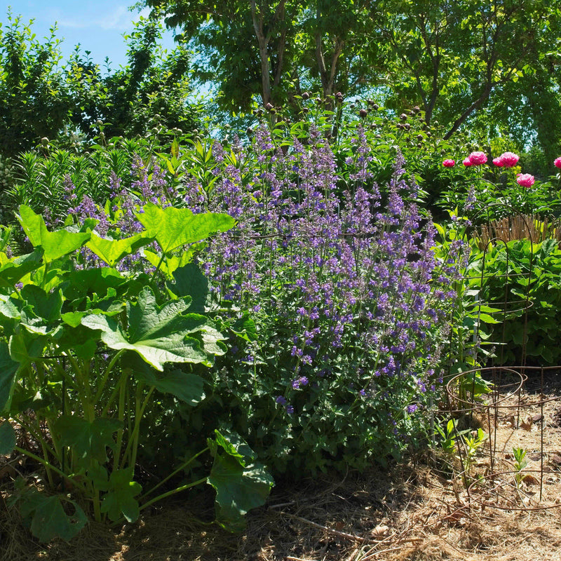 Walker's Low Catmint - Shipped