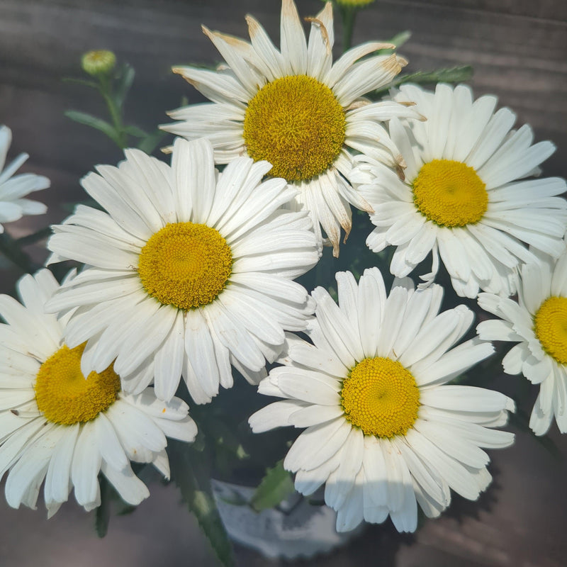 Amazing Daisies® Daisy May® Shasta Daisy - Shipped