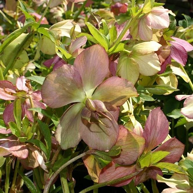 Royal Heritage™ Strain Lenten Rose - Shipped