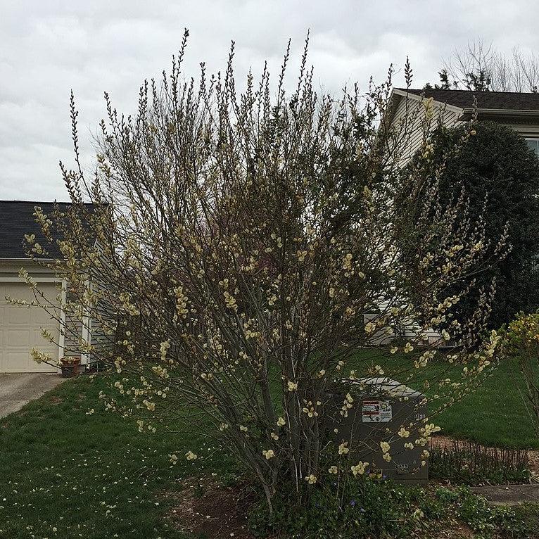 Pussy Willow - Shipped