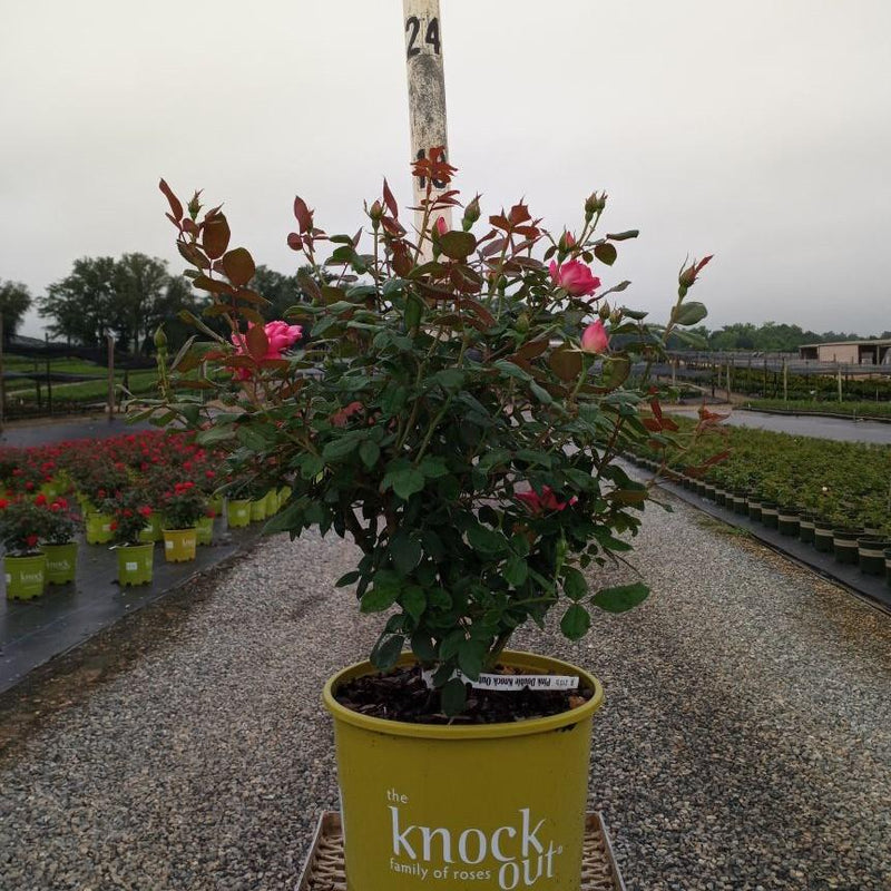 Double Pink Knock Out® Rose - Shipped