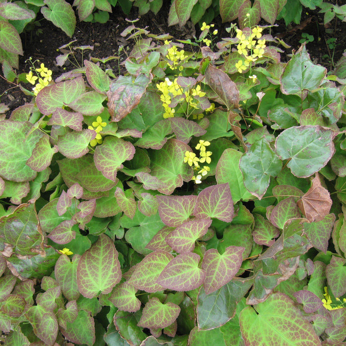 Epimedium x perralchicum 'Frohnleiten'  - Frohnleiten Barrenwort, Bishop's Hat - Shipped