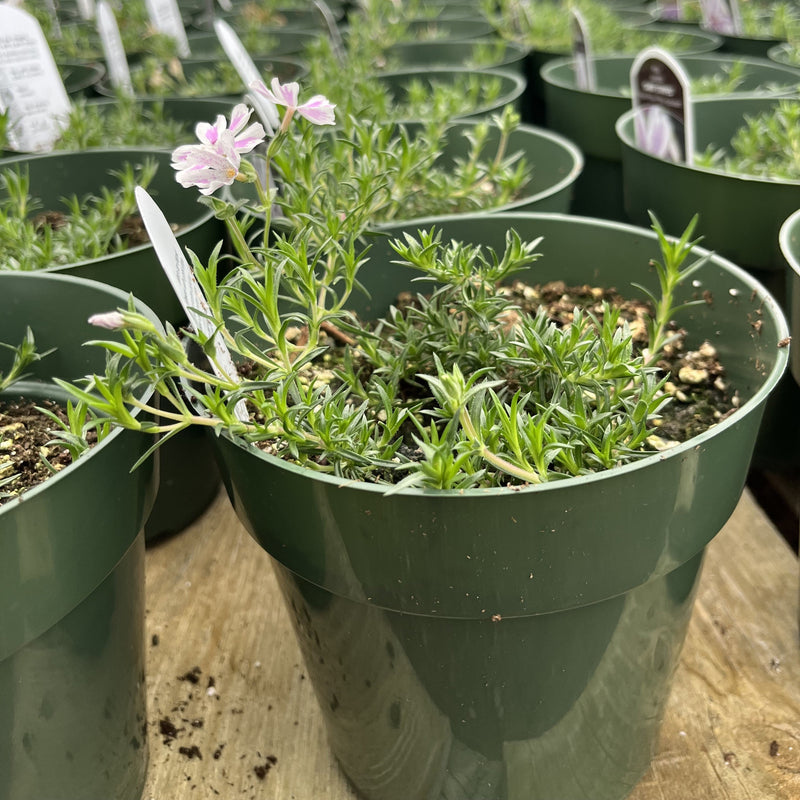 Candy Stripes Creeping Phlox - Shipped